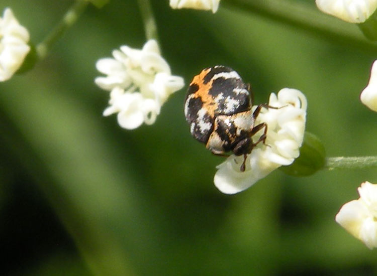 Anthrenus scrophulariae, Dermestidae